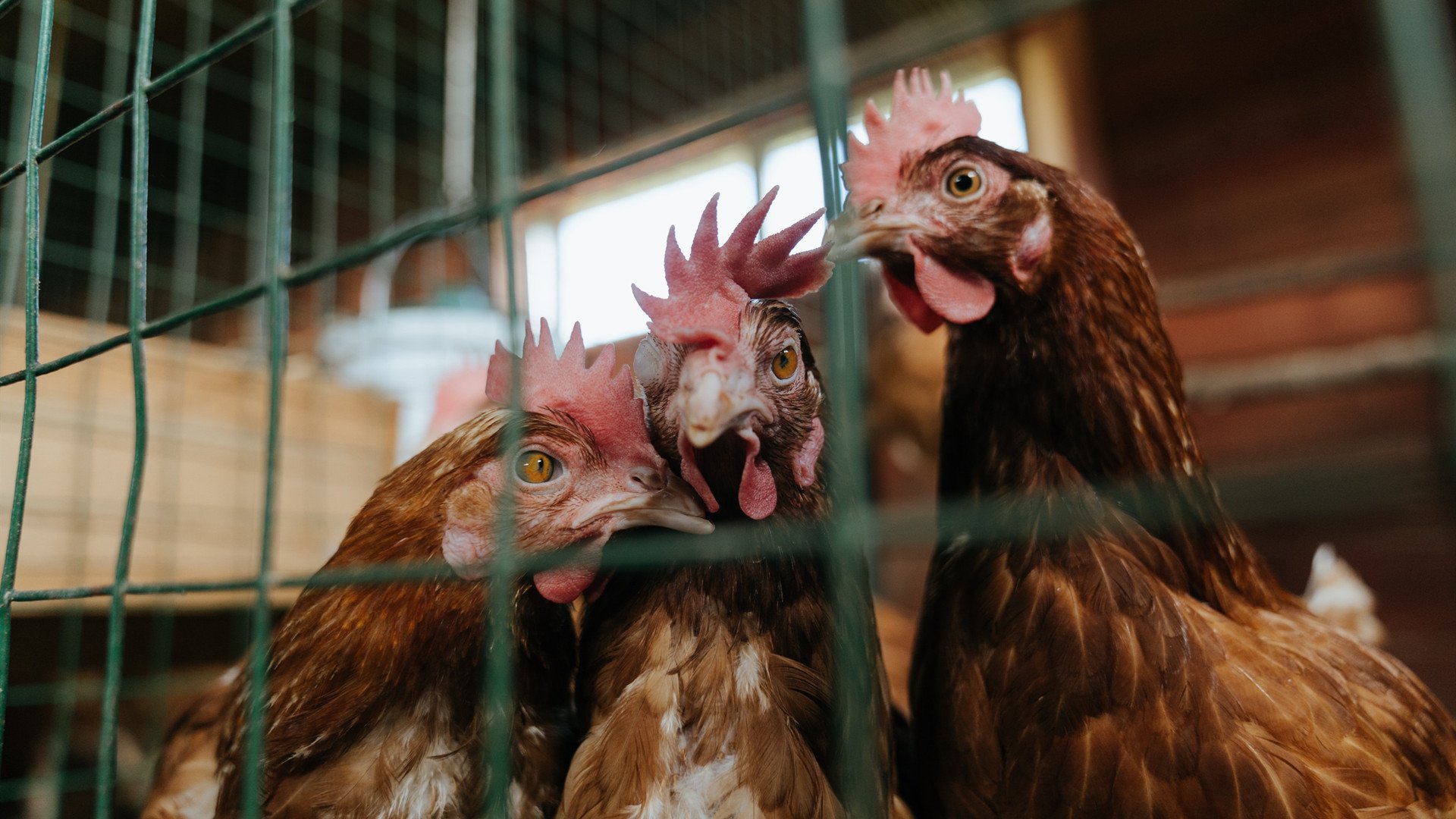 冠军酒杯与红土尘埃的抉择