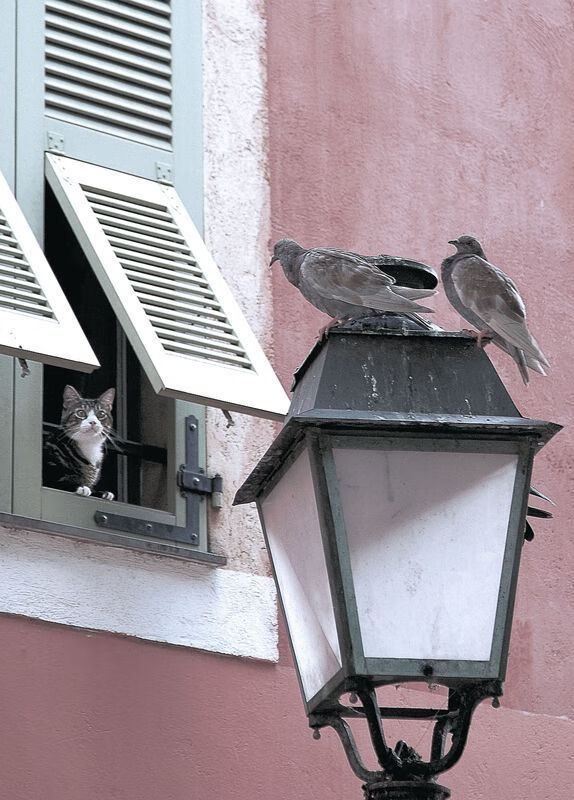 梅赛德斯轻取红牛，为何最大赢家是诺里斯？