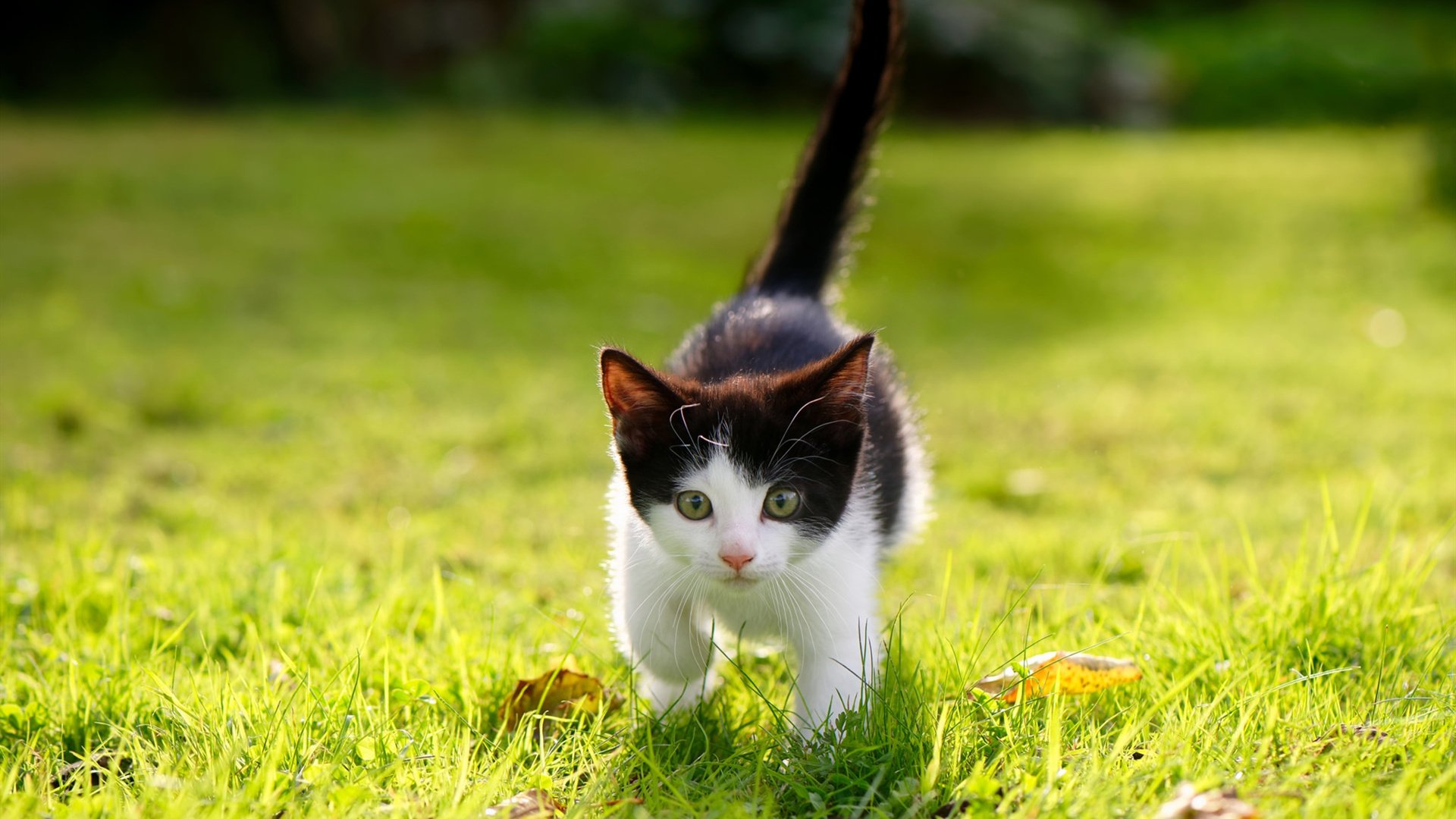 戴维斯杯如何彻底碾压澳网，辛纳点燃的，是网球真正的回归