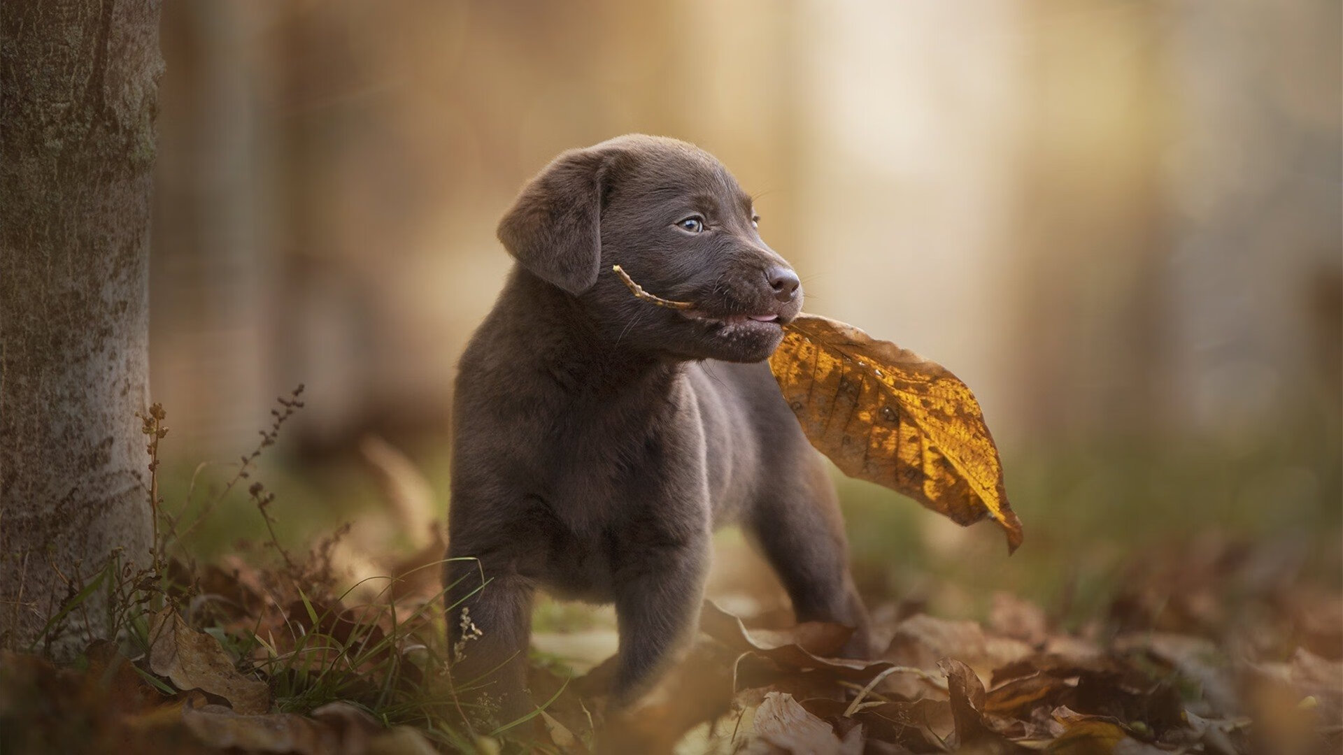 瑞典闪耀年度焦点战，提前终结葡萄牙悬念