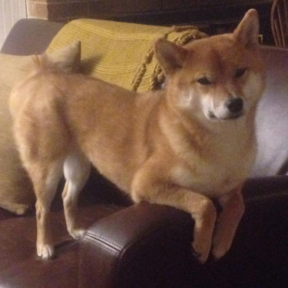 霓虹与海风的双城记，F1街道赛的东西方狂想