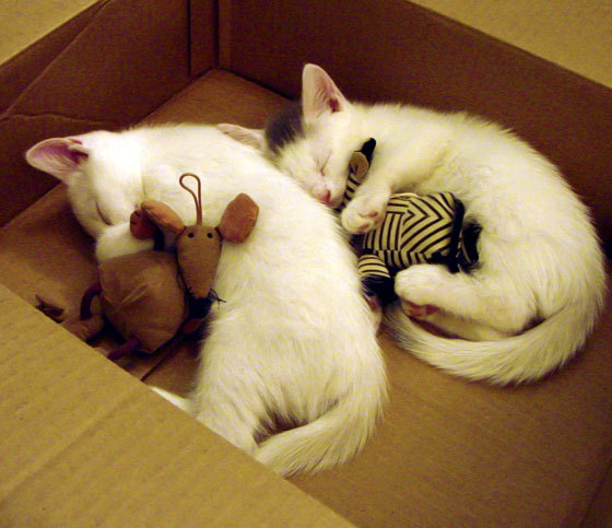 吉林队血拼太阳,锡安绝命9分29秒演绎关键先生法则