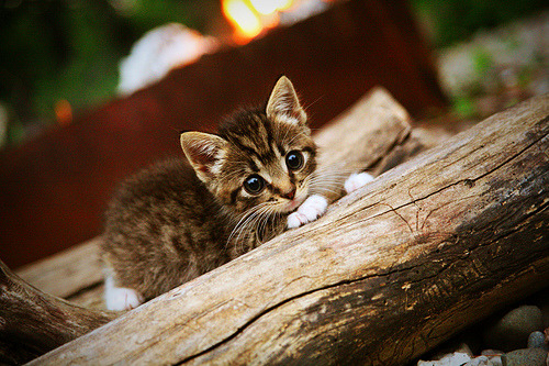 幻梦对决,当玻利维亚在安菲尔德约战利物浦,凯恩终成破局之光