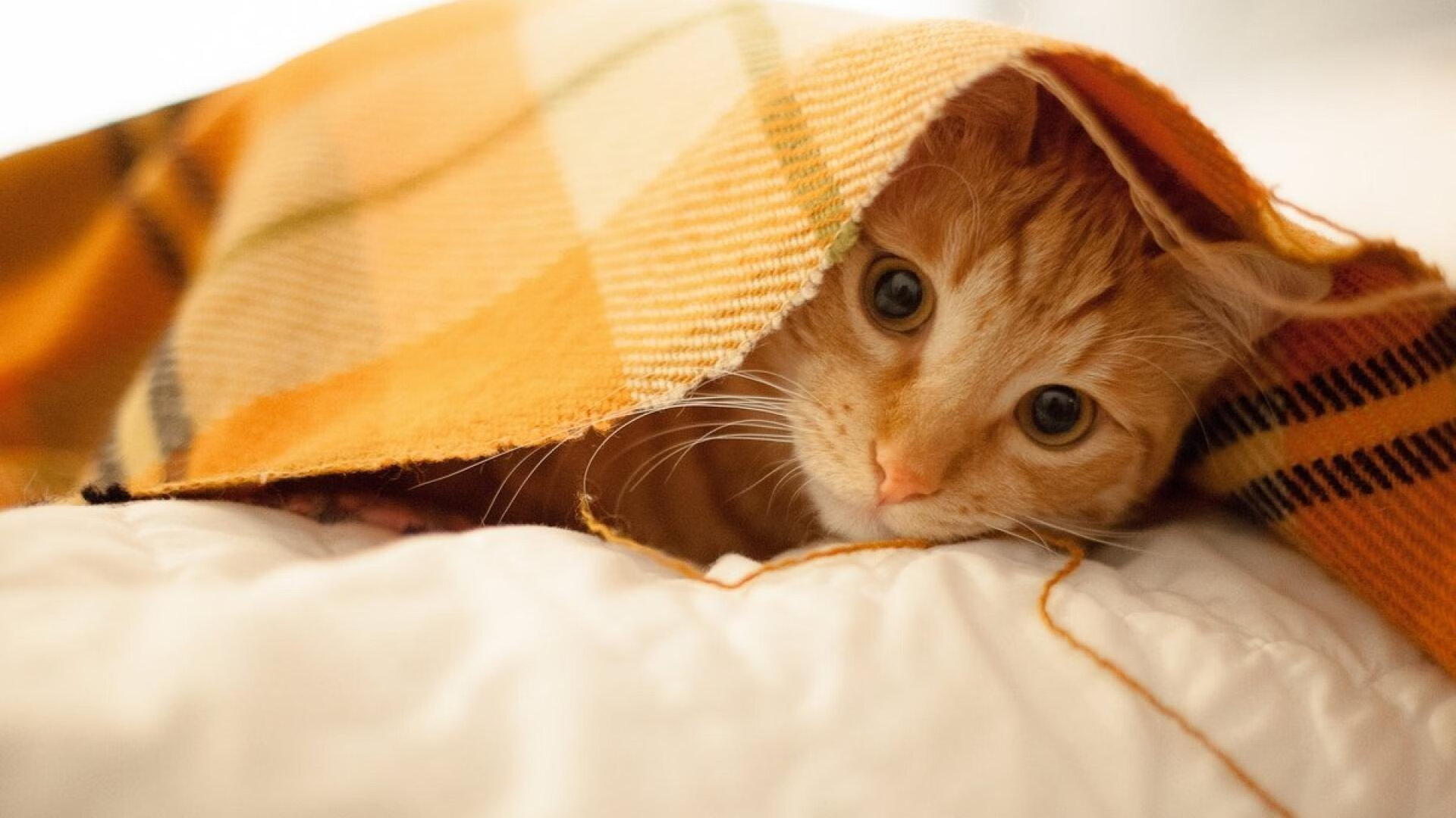 季后赛式决战,卢卡库接管比赛,国际米兰力克哥伦比亚夺冠