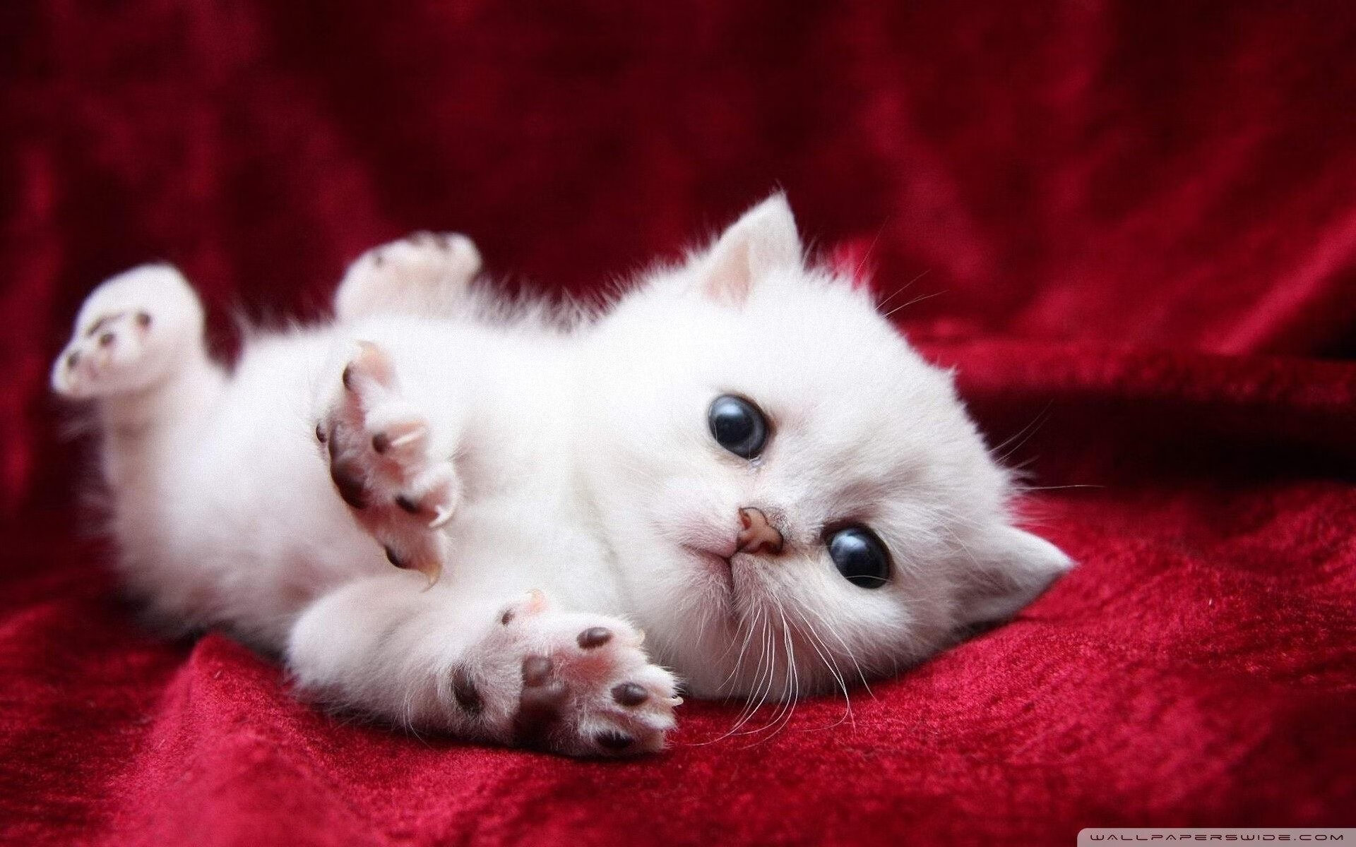 绿茵场与丝绸路，当劳塔罗惊艳世界时，中国与喀麦隆的合作悄然深植