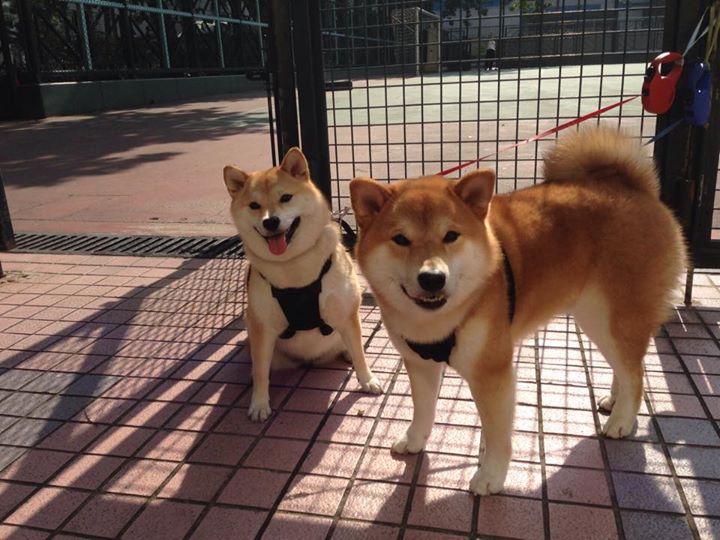 从马里到伊萨克，皇家社会的失联卫星如何引爆数据革命