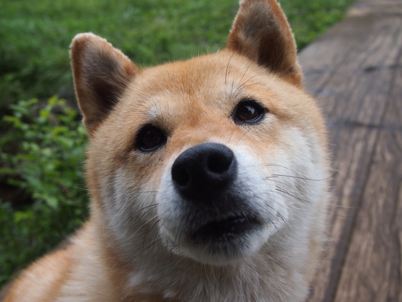 休城失守！马克西开启毁灭模式狂轰42分，鹈鹕客场碾压火箭