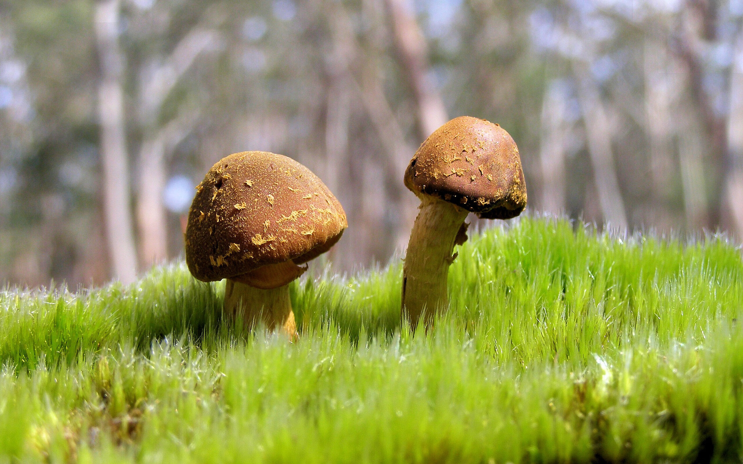 中场大脑与铁血军团,赖斯掌控比赛走向,乌克兰正面击溃波兰