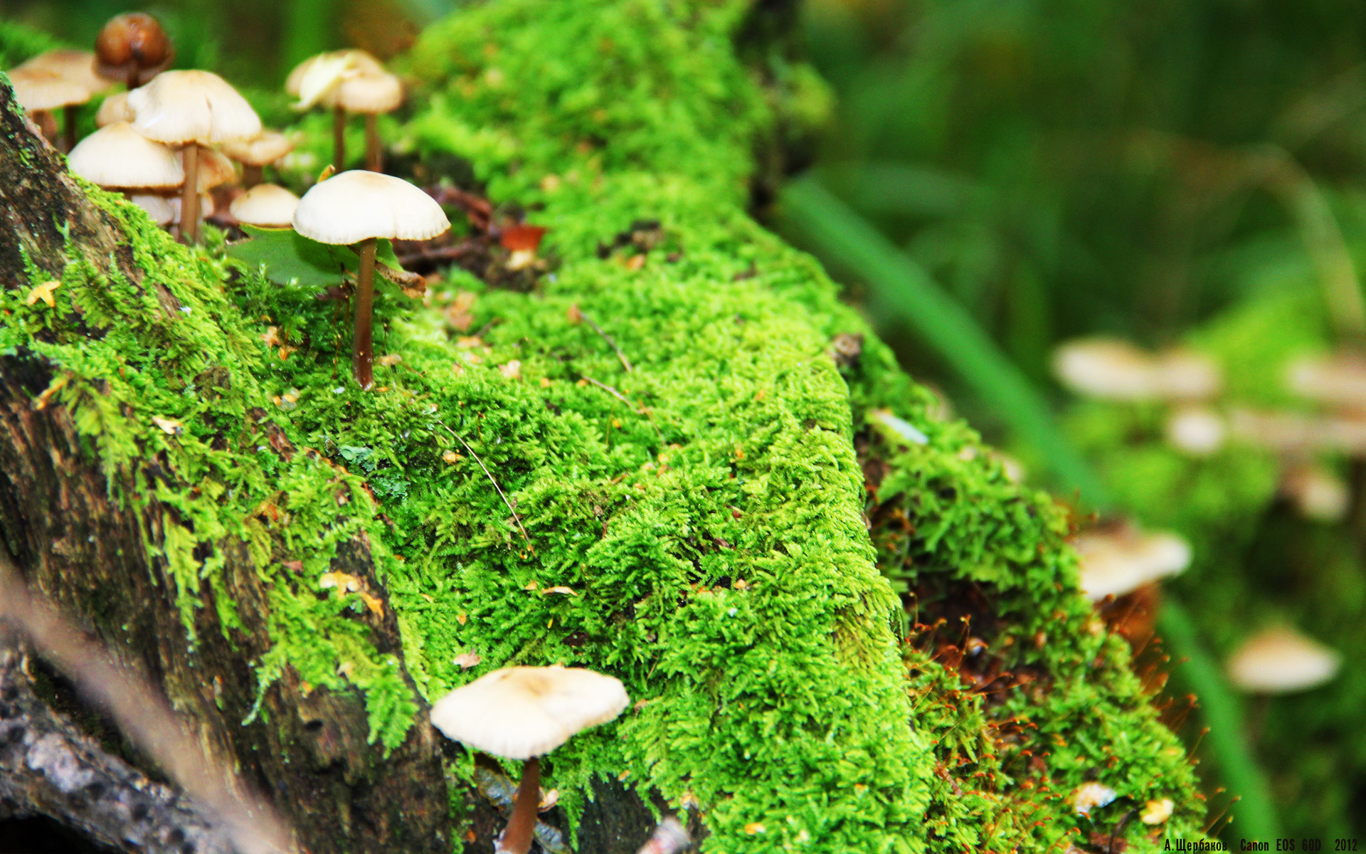 那记改写地图的左脚凌空，一个属于劳塔罗的身体记忆之夜