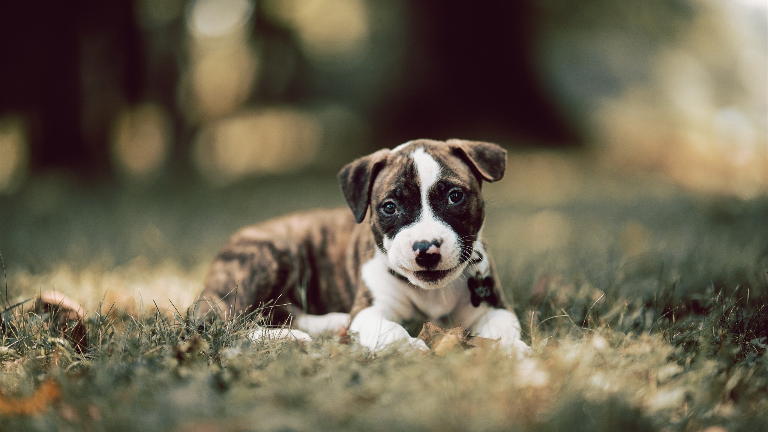 唯一，莱奥用统治级数据重写土耳其足球历史