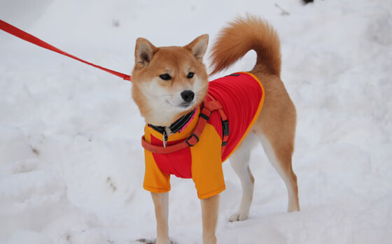 黑暗中的灯塔,浓眉用错误的传球照亮76人胜利之路