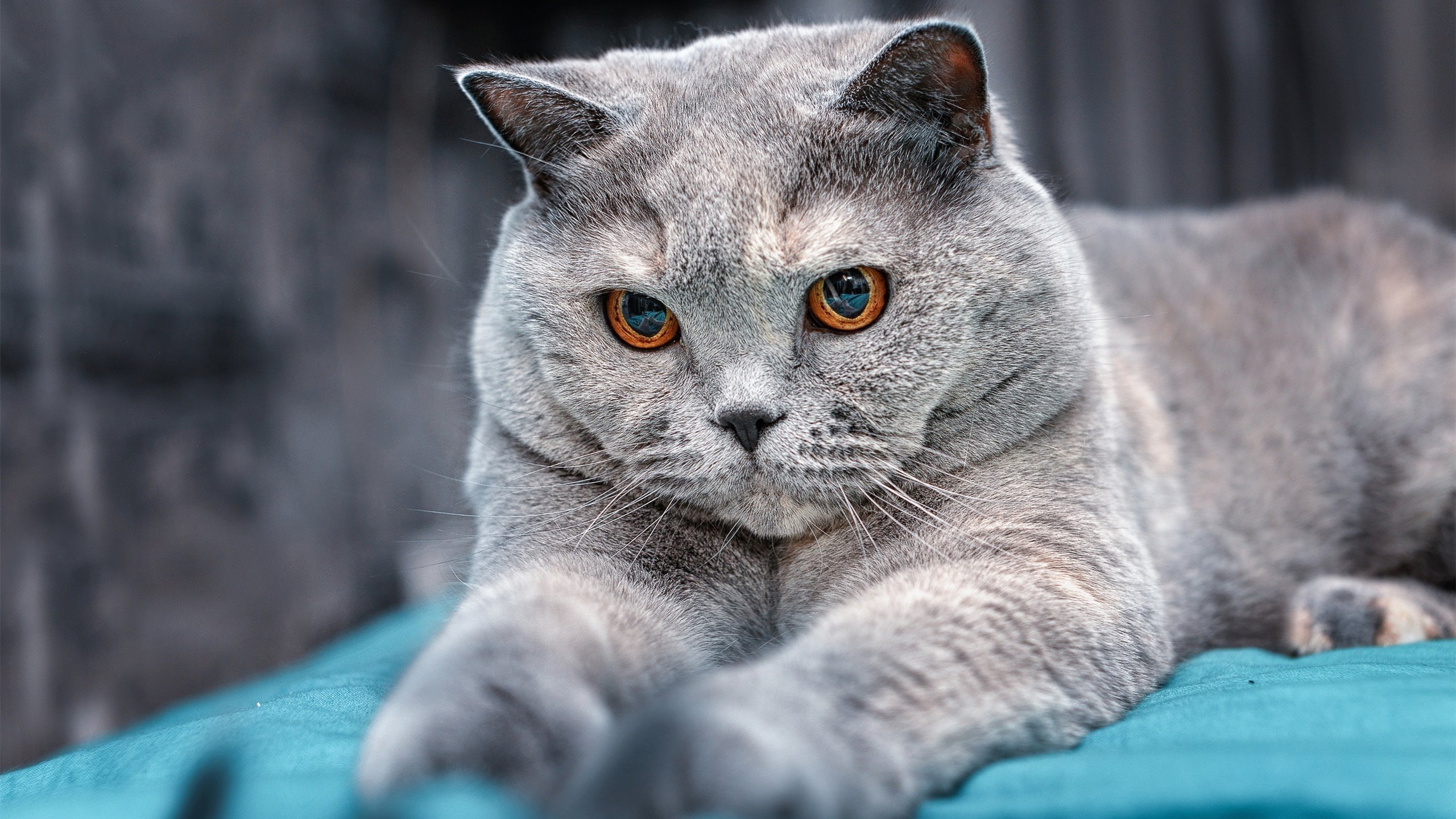 破晓时分，南非历史性胜利与三笘薰的东亚魔术师时刻