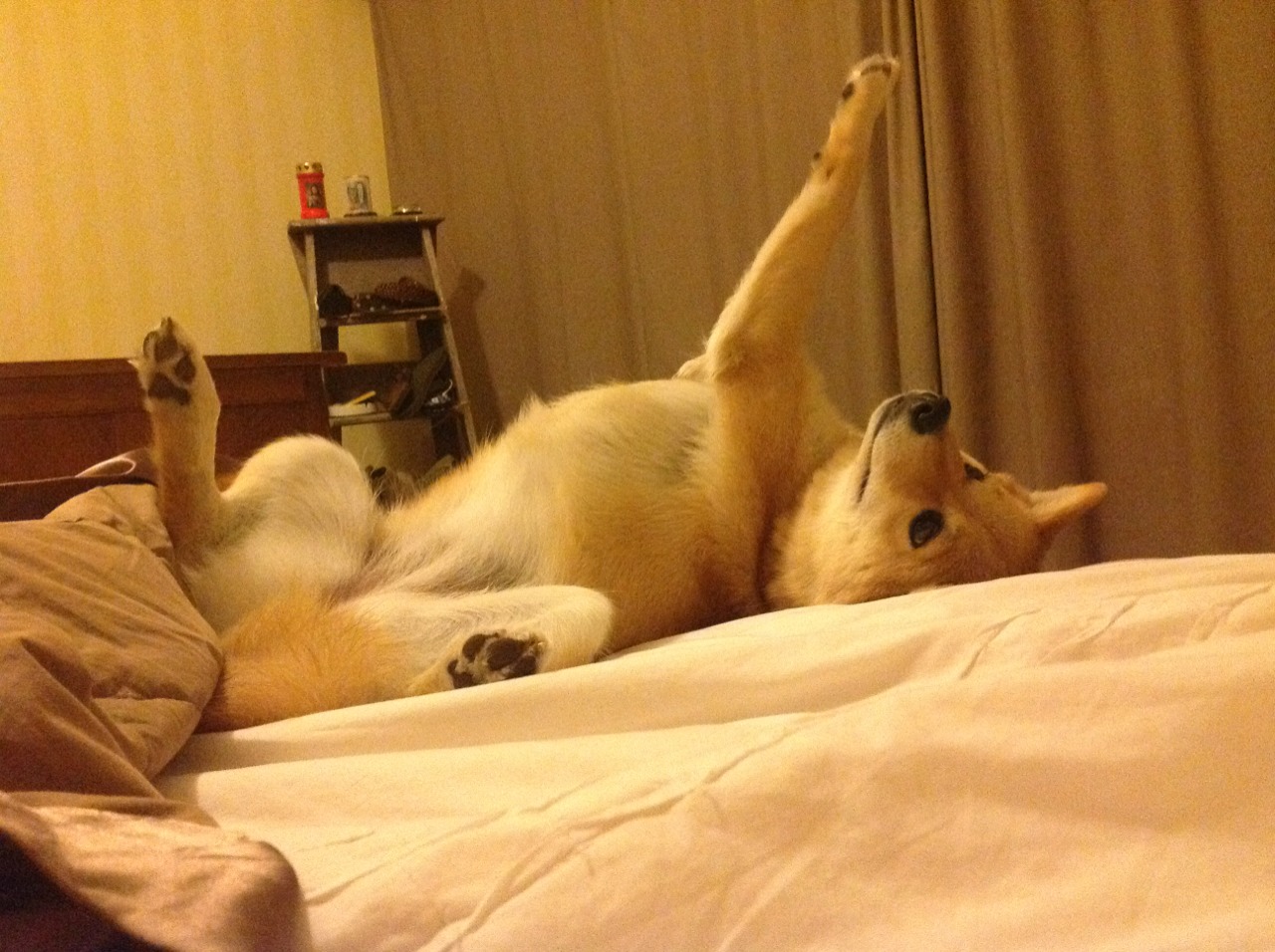 绝杀！闪电一剑定乾坤—蒂亚戈终场神作助土耳其险胜玻利维亚