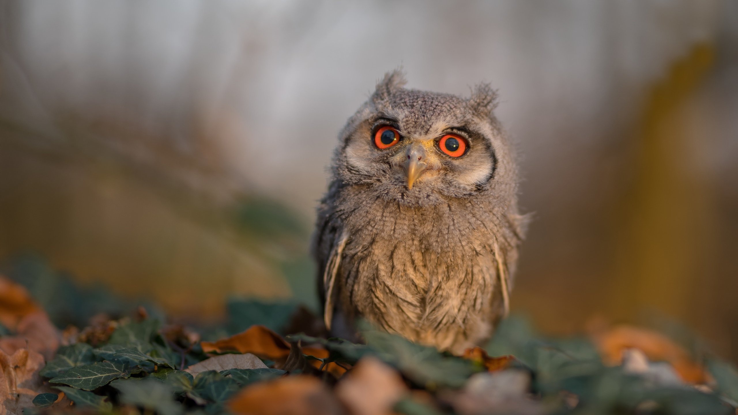 马德里双线诠释统治力，皇马战术窒息贝蒂斯，伊萨克在赛道上完成超车方程式