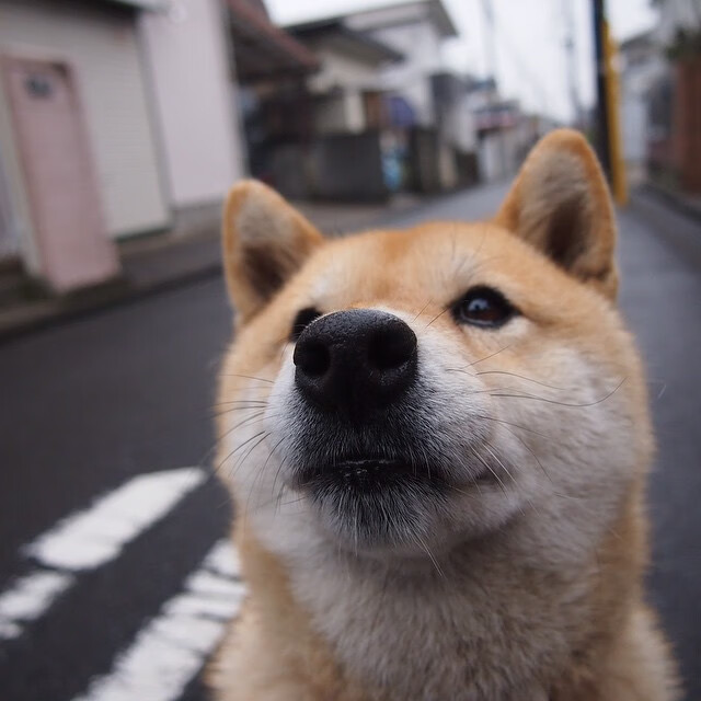 铁蹄踏破速贷中心，金州神射定乾坤